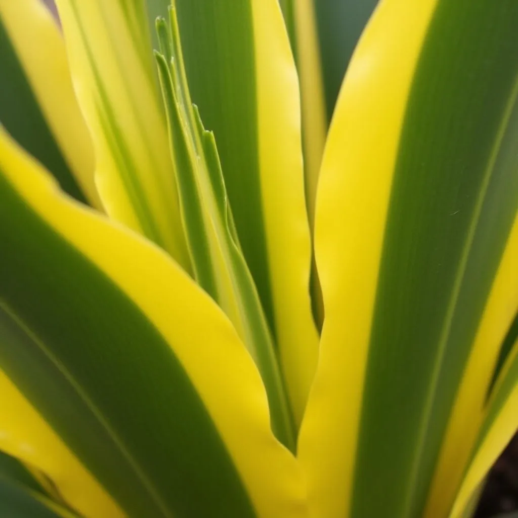 Common Causes of Yellowing ZZ Plant Leaves image 3